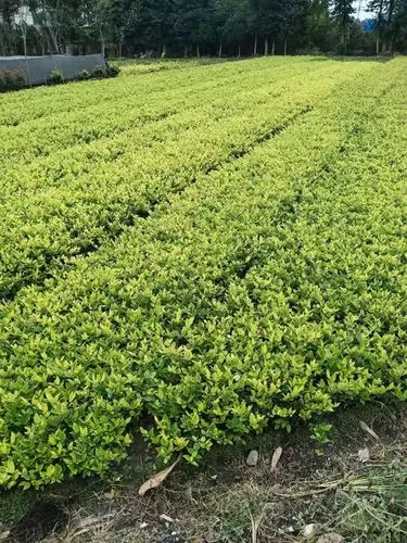 网球拍线紧吗还是松的
